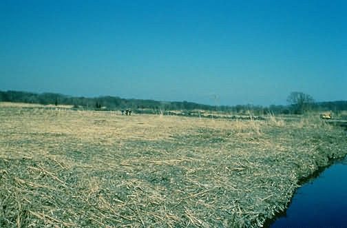WO4338 Coastal Marsh Restoration Picture