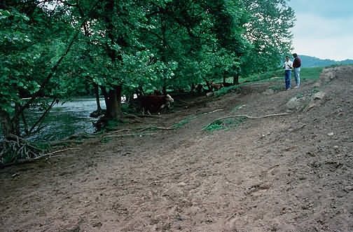 W04713 Before a Cattle Trodden Bank, After Fenced and seeded Picture