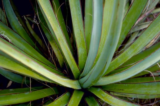 Yucca Picture
