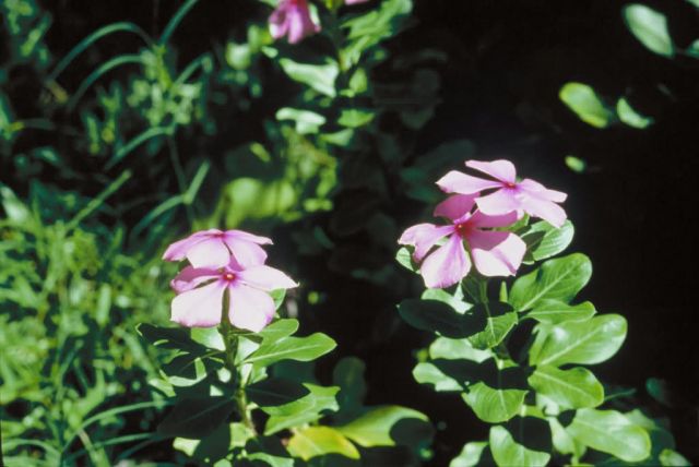 Rose Periwinkle Picture