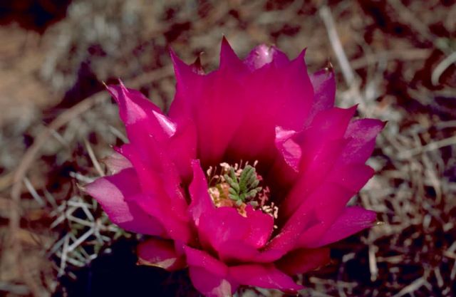 Claret Cup Cactus Picture