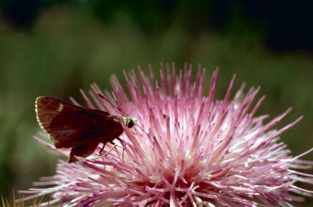 Butterfly on thistle Picture