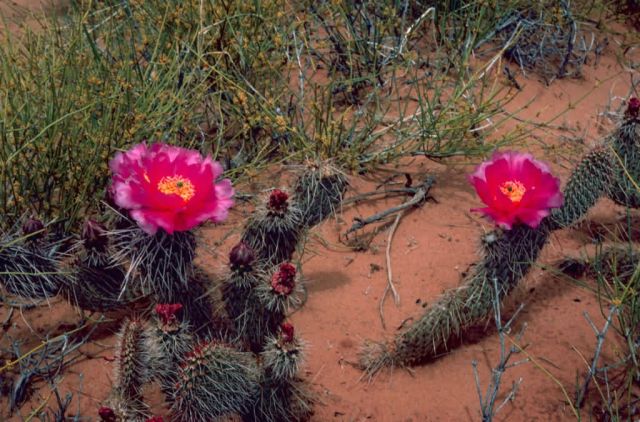Prickly Pear Cactus Picture