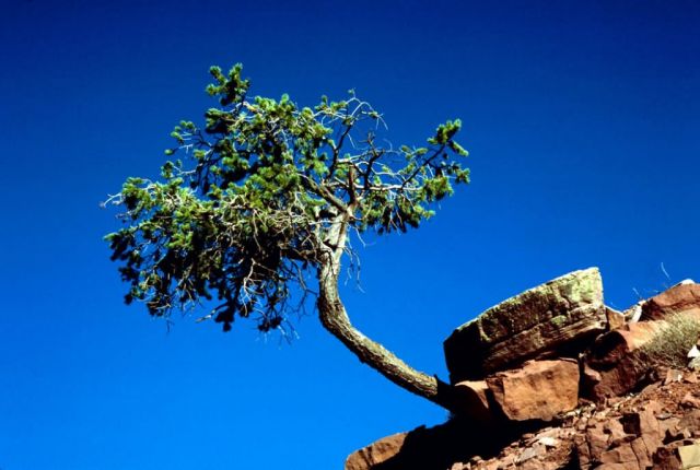 Grand Canyon National Park Picture