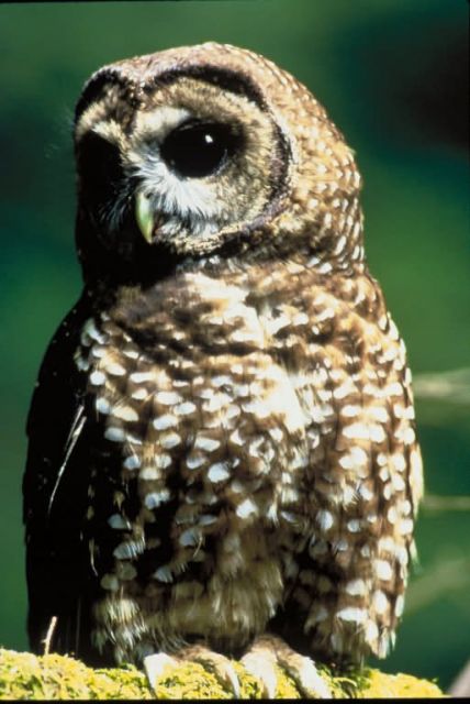 Northern Spotted Owl Picture