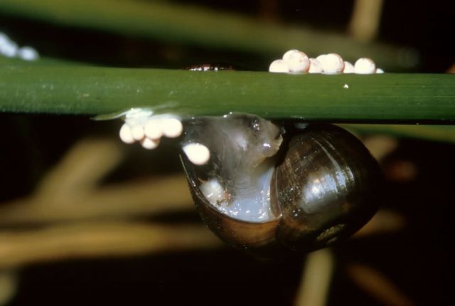 Apple Snail Picture