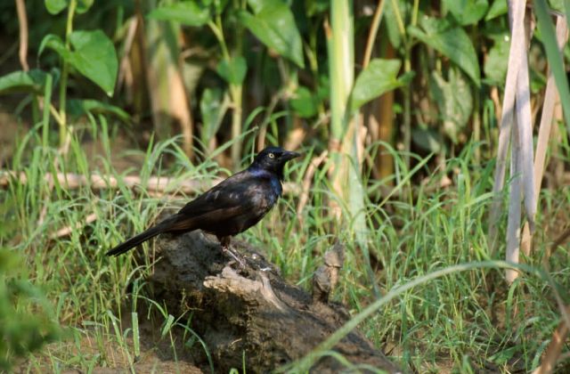 Common Grackle (Quiscalus quiscula) Picture