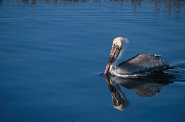 Brown Pelican (Pelecanus occidentalis) Picture
