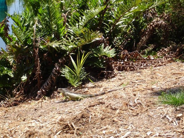 Iguana (Iguana iguana) Picture