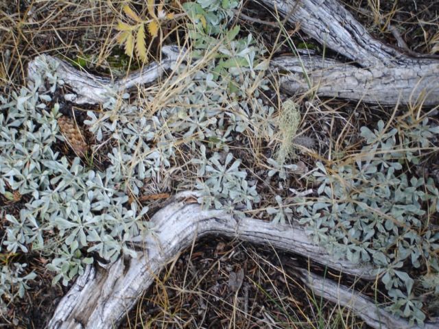 Ground Vegetation at the Valles Caldera National Preserve Picture