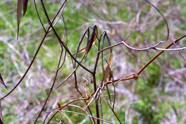 Common dogbane seed pods (Apocynum cannabinum) Picture