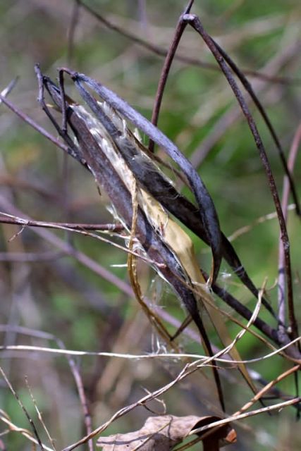 Common dogbane seeds and seed pods (Apocynum cannabinum) Picture