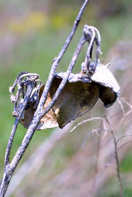 Common milkweed seed pods (Asclepias syriaca) Picture