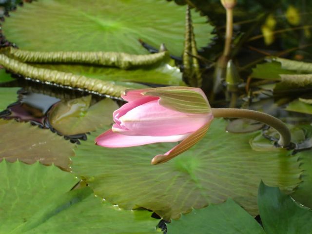 Water Lily (Nymphaeaceae) Picture