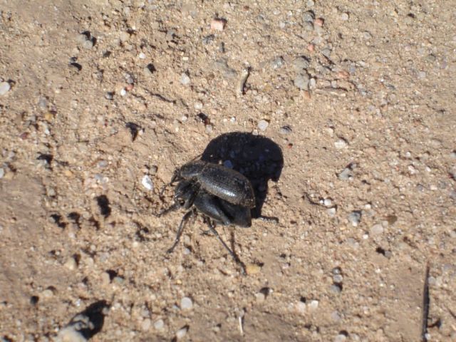 Mating beetles Picture
