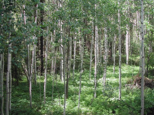 Aspen grove Picture