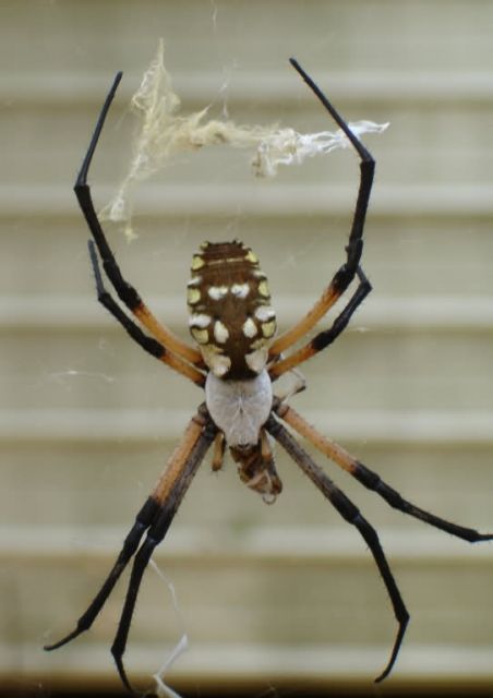 Garden Spider (Argiope aurantia) Picture
