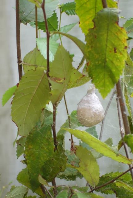 Garden Spider (Argiope aurantia) Egg Sac Picture