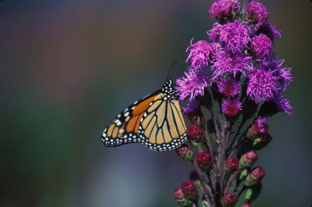 Monarch Butterfly on Dense Blazing Star Picture