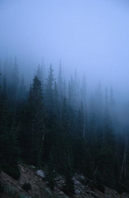 Morning Fog Picture
