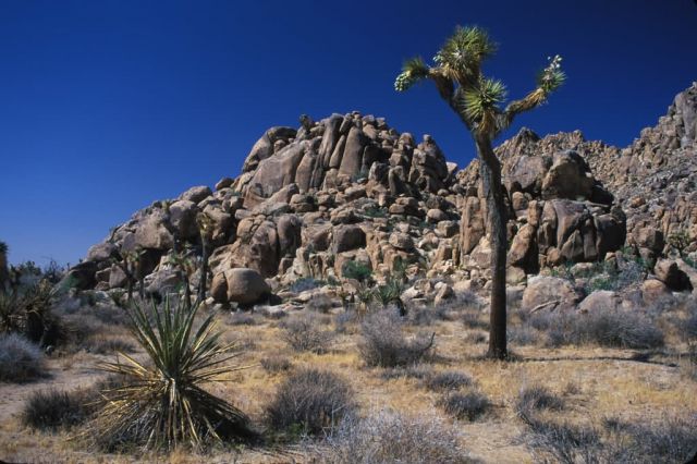 Joshua Tree (Yucca brevifolia) Picture