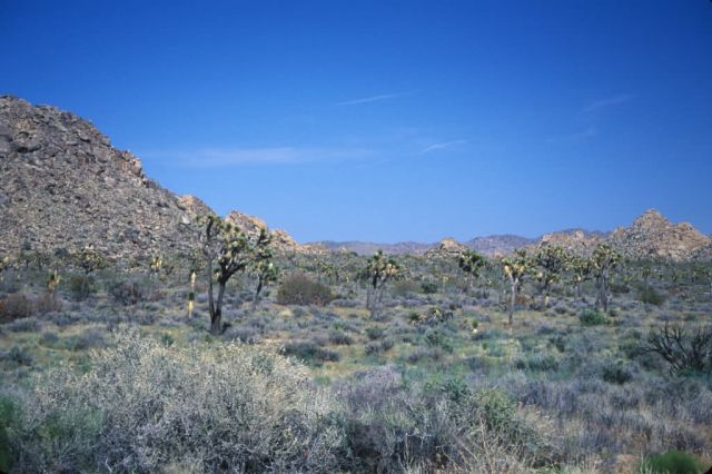 Joshua Tree (Yucca brevifolia) Picture