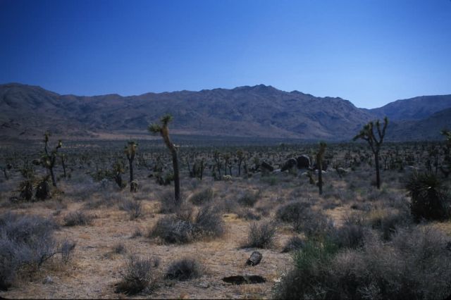Joshua Tree (Yucca brevifolia) Picture