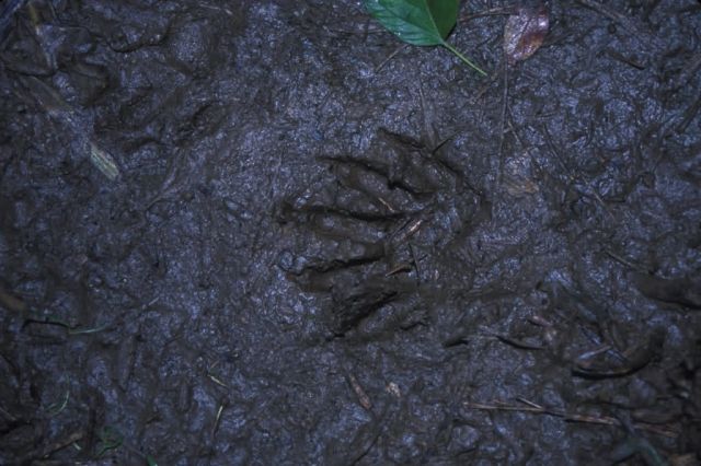 Raccoon Tracks Picture