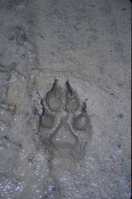 Red Wolf Tracks Picture