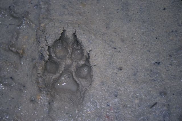 Red Wolf Tracks Picture