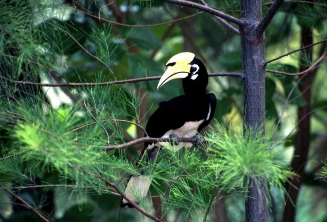 Oriental Pied Hornbill (Anthracoceros albirostris) Picture