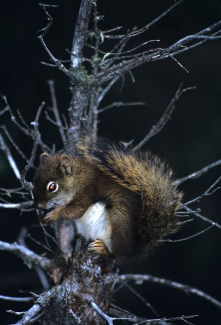 Red Squirrel (Tamiasciurus hudsonicus) Picture