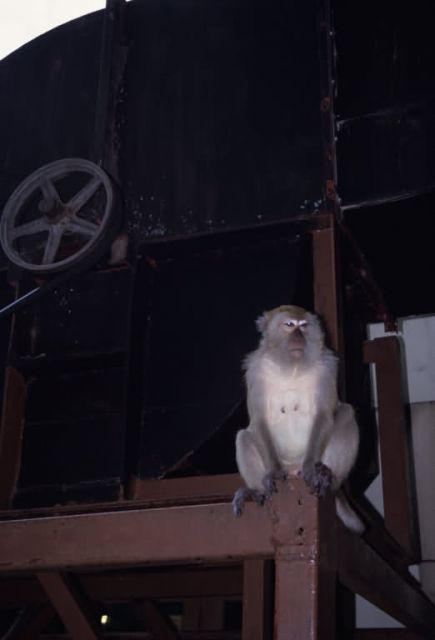 Long-tailed Macaque (Macaca fascicularis) Picture