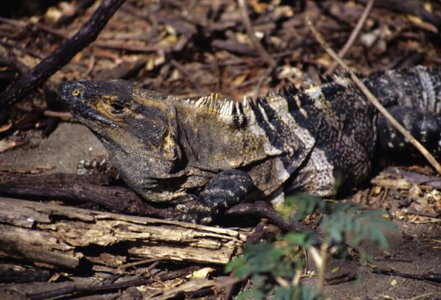 Mexican Spiny-tailed Iguana (Ctenosaura pectinata) Picture