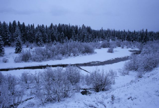 Stream Bordered by Snow-Covered Trees and Low-Lying Vegetation Picture