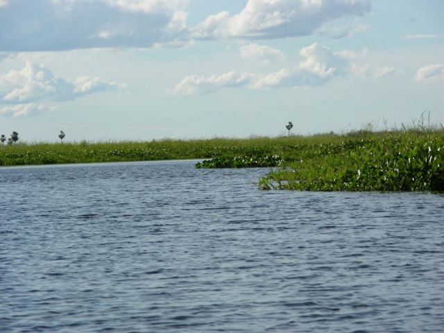 Floating vegetation in Pantanal Picture