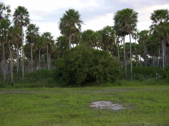 Palm Savannah in Pantanal Picture
