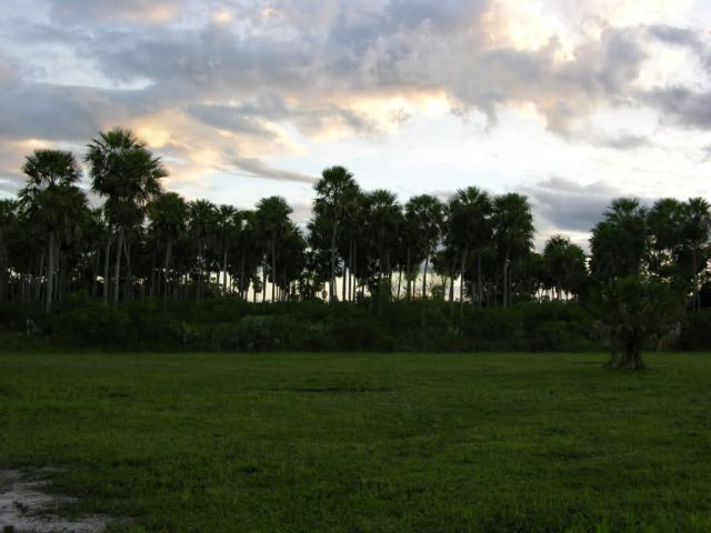 Palm Savannah in Pantanal Picture