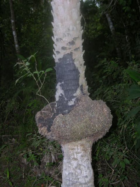 Palm in Pantanal (Copernicia alba) Picture