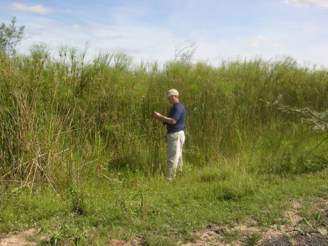 Giant Flatsedge in Southern Paraguay Picture