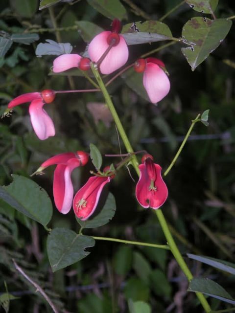 Ceibo Flower (Erythrina crista-galli) Picture