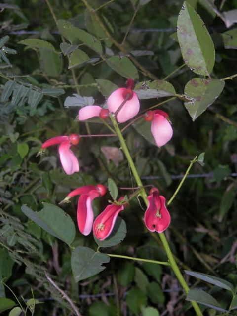 Ceibo Flower (Erythrina crista-galli) Picture