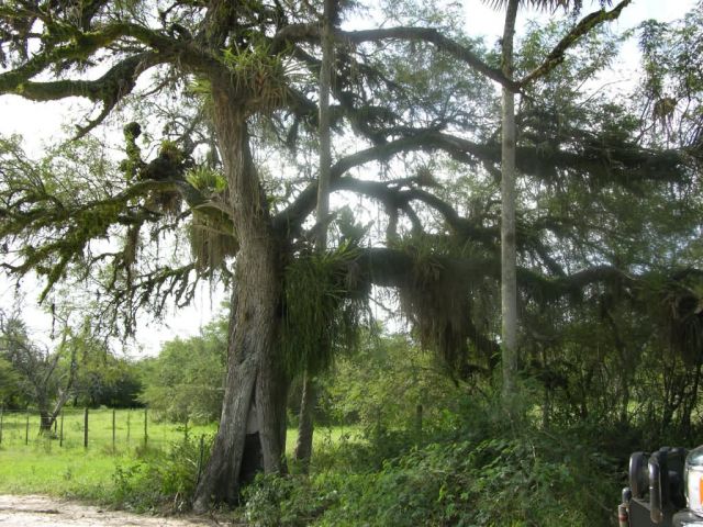 Tree Covered in Epiphytes Picture