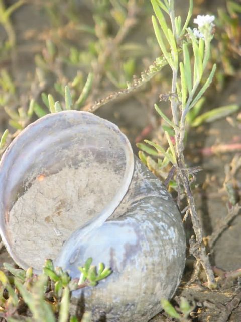 Snail Shell Picture