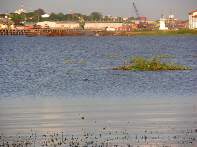 Wetland in Asuncion Bay Picture