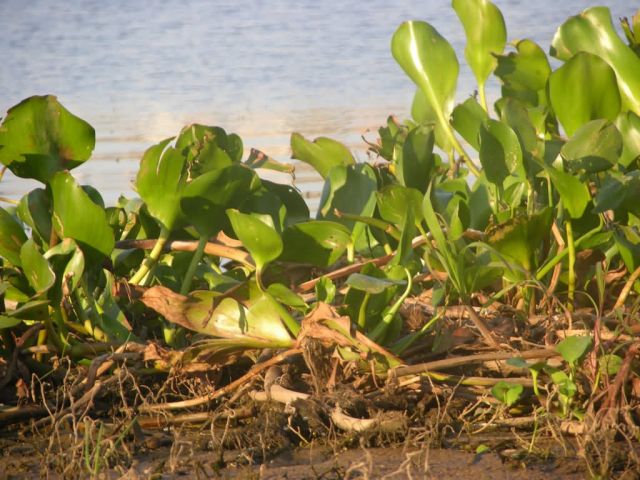 Water Hyacinth (Eichhornia crassipes) Picture