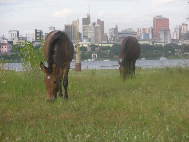 Asuncion Mule and Horse Picture