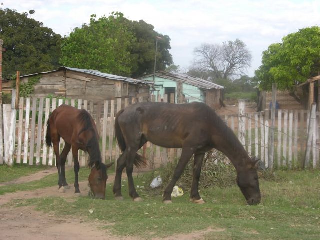 Malnourished Horses Picture