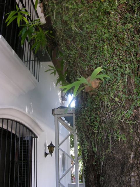 Asuncion Garden Plants (Platycerium bifurcatum) Picture