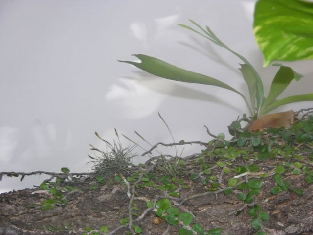 Asuncion Garden Plant Picture